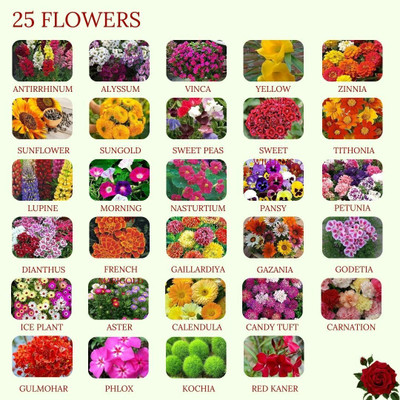 Vrisa Green Enchant Your Garden with Our 25-Flower Combo! Seed(25 per packet)