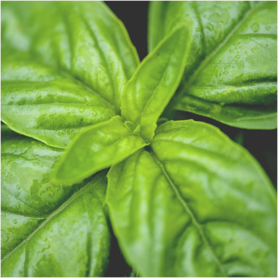 Qualtivate ATS-60 Genovese Sweet Large Leaf Basil Seed(1000 per packet)