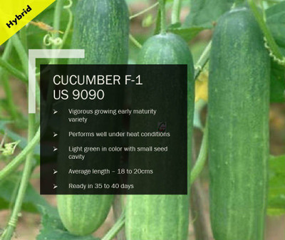 CYBEXIS CUCUMBER F-1 PUAS-9090 SEEDS(500 Seeds) Seed(500 per packet)