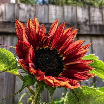 Greenfall Fast Growing Red Sunflower Seeds - Pack of 20 Seed(20 per packet)