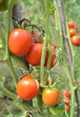 ginnienterpris tomato Seed(35 per packet)
