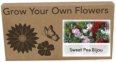 CYBEXIS Sweet Pea B'jou Seed(400 per packet)