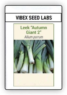 CYBEXIS F1 Hybrid Leek Autumn Giant 2 Seeds1000 Seeds Seed(1000 per packet)