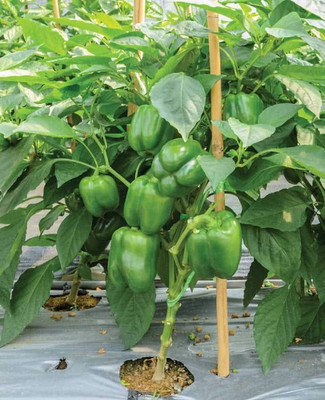 the green dotcom Shimla Mirch F1 Hybrid Seeds/capsicum seed 57 Seed(57 per packet)