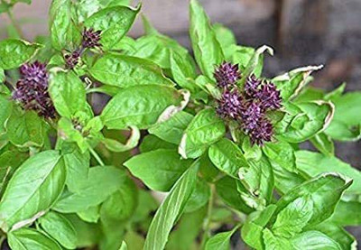 WILLVINE PUAS-3 Basil Cinnamon Non GMO Seed(1000 per packet)
