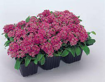 ACCELCROP Alyssum Red Flower Seed(70 per packet)