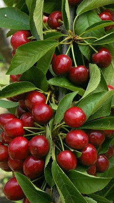 Aywal Maulsari Cherry Seeds For All Season Seed(6 per packet)