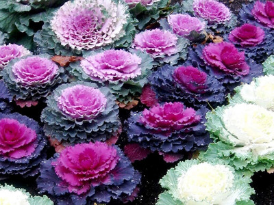 WILLVINE SCI -X Flowering Kale Flowers Seeds [50g] Seed(15000 per packet)