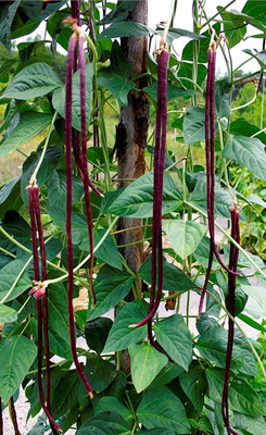 CRGO BEANS Seed(20 per packet)