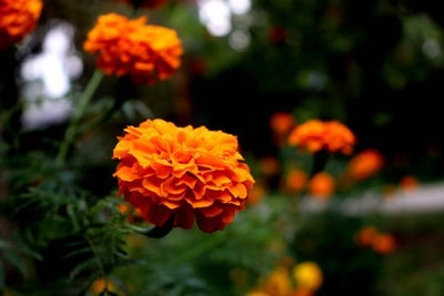 Palak capsicum marigold/gende ka phool flower seeds Seed(25 per packet)