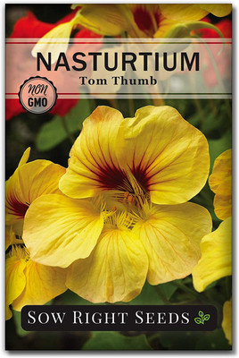 WILLVINE ™ Tom Thumb Nasturtium Seeds-2000 SEEDS Seed(2000 per packet)