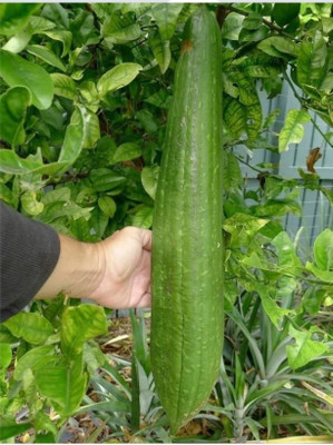 Quentova LUFFA Gourd (Sponge Gourd)-SNIG-3C Seed(50 per packet)