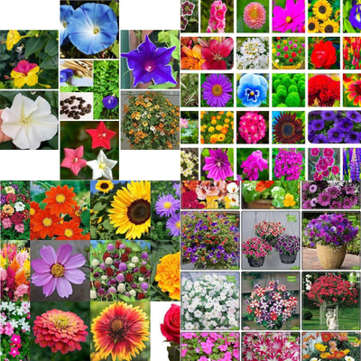 ibains Mix flower seed biij 201 Seed(201 per packet)