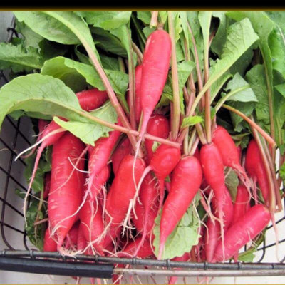 Aywal Raddish / Muli / Mooli22 Seed(950 per packet)