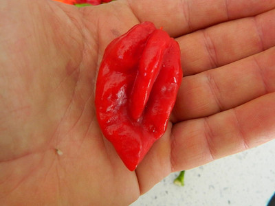 Biosnyg Organic Devils Tongue Red Chilli Vegetable Seeds for Garden-(2000 Seeds) Seed(2000 per packet)