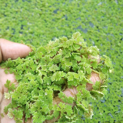 BJUBAS Azolla duckeed seeds Pack of 700 Seed(700 per packet)