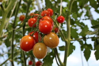 dvk tomato Seed(90 per packet)