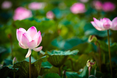 KTM Group lotus,kamal gatta Seed(15 per packet)
