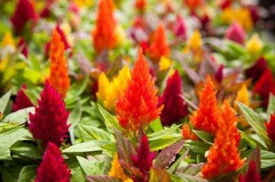 Aywal Celosia Plumose Glorious Mix Seed(80 per packet)