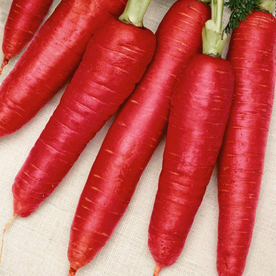 VibeX VXI-36 - Atomic Red Carrots - (2250 Seeds) Seed(2250 per packet)