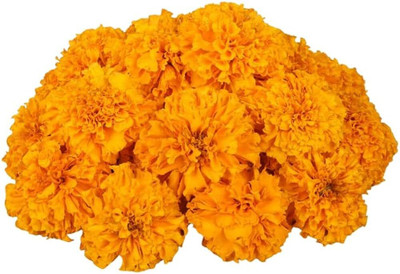 BDSresolve Tagetes flower seeds/Marigold seeds 90 Seed(90 per packet)