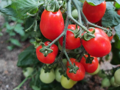 Harsh Impex tomato Seed(140 per packet)