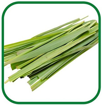 CYBEXIS XLL-1 - Caribbean fever grass/Lemon Grass - (750 Seeds) Seed(750 per packet)
