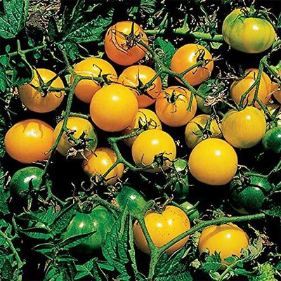 ENINE Tomato Seed(100 per packet)