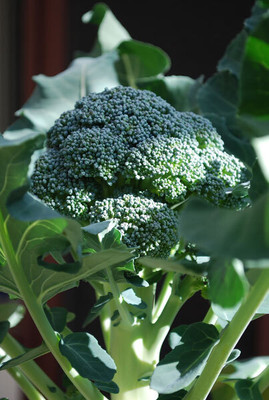 KNESSiN Broccoli Marathon Seed(200 per packet)