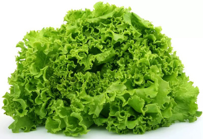 VIATION Green lettuce Seed(50 per packet)