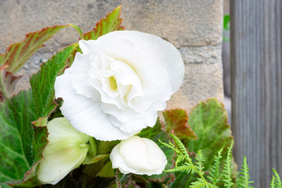 CYBEXIS VXI-2 - Begonia Mocha White - (90 Seeds) Seed(90 per packet)
