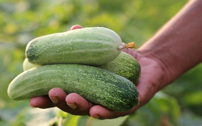Pbevergreen Desi White Cucumber Vegetable Seed(67 per packet)