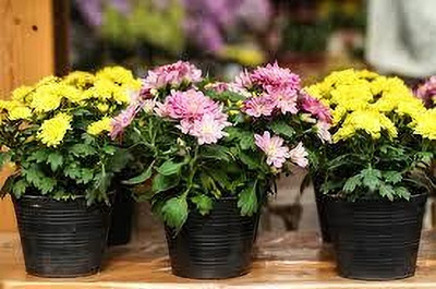 wequality cherysanthemum seeds Seed(18 per packet)
