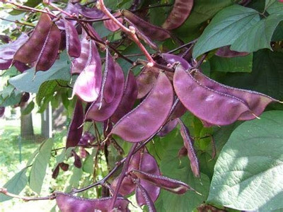 CYBEXIS Hyacinth Bean Vegetable Seeds800 Seeds Seed(800 per packet)