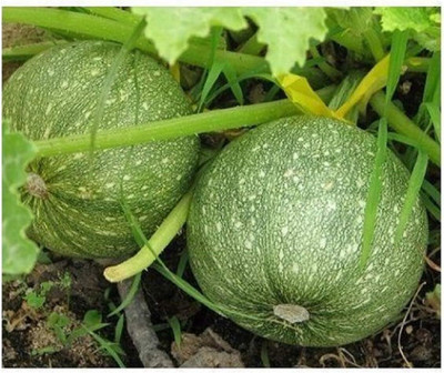Qualtivate HYB-8A Zucchini Round Summer Squash Seed(30 per packet)
