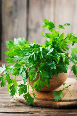 CYBEXIS NDIR-85 - Plain Italian Parsley - (2250 Seeds) Seed(2250 per packet)