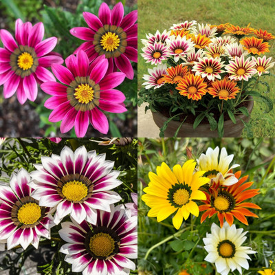 ibains Gazania mix flower seeds 28 Seed(28 per packet)