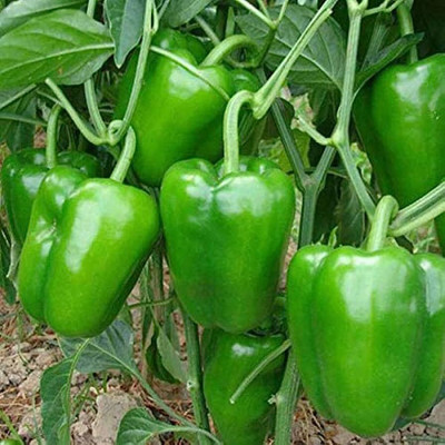EcoFusion capsicum seeds Seed(87 per packet)