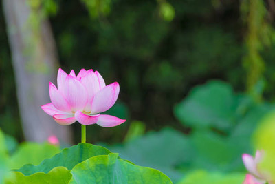 GROOT lotus,kamal seeds Seed(20 per packet)