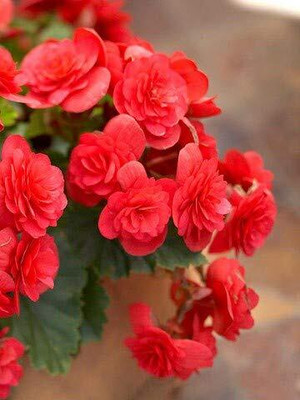 Qualtivate XLR-125 Begonia Mixed Color Imporetd Flower Seeds Seed(25 per packet)
