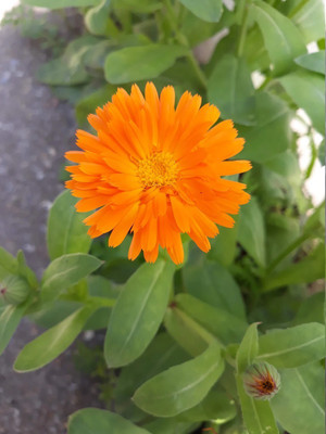 Quentova Calendula orange flower-US Seed(50 per packet)