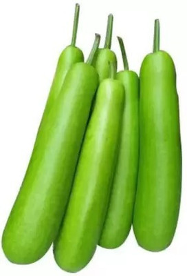 Aro Bottle Gourd, Kaddu, Lauki Seed(55 per packet)
