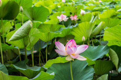 Click to buy lotus,kamal gatta Seed(11 per packet)