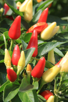 Qualtivate RES-7A RAINBOW PEPPER MULTI COLORED CHILLI Seed(300 per packet)