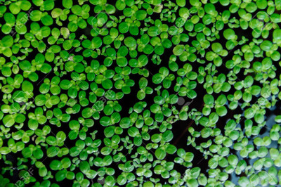 Liker lemna minor Seed(30 per packet)
