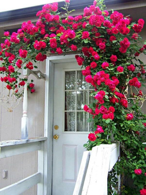 CRGO ADENIUM Seed(90 per packet)