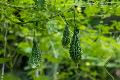 XOLDAA BITTER GOURD Seed(23 per packet)