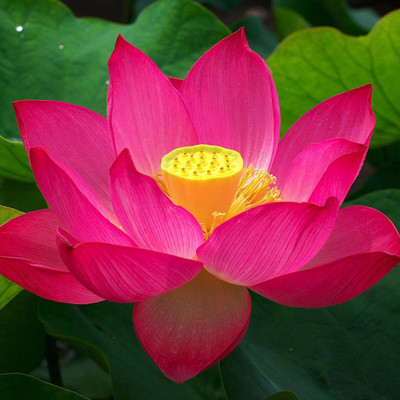 ibains Mini lotus seeds Seed(10 per packet)
