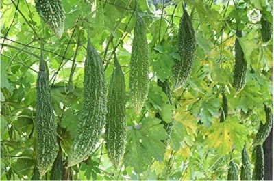 CYBEXIS GUA-32 - Hybrid Bitter Gourd (करेला) NT-77 - (300 Seeds) Seed(300 per packet)