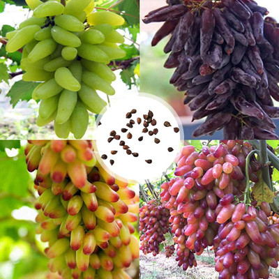 KNESSiN Grape Seed(50 per packet)